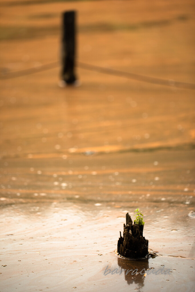 舞岡公園シリーズ