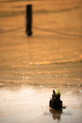 舞岡公園シリーズ