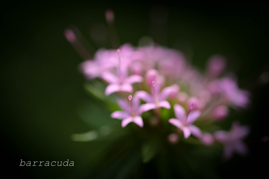 あの日の綿棒のような花