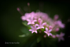 あの日の綿棒のような花