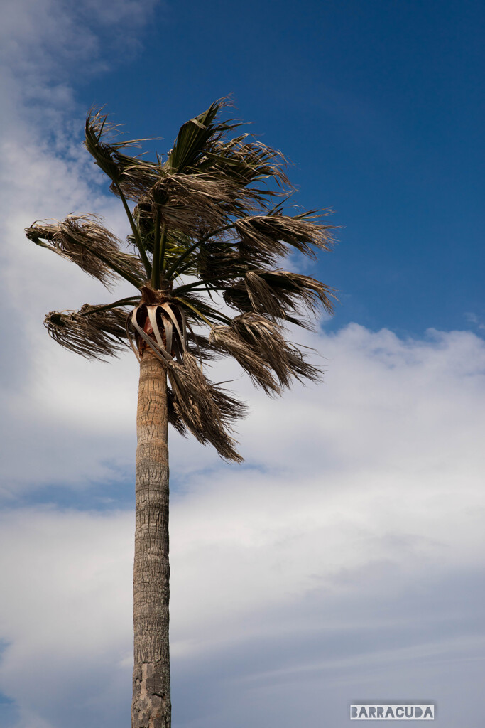 江の島の花シリーズ②