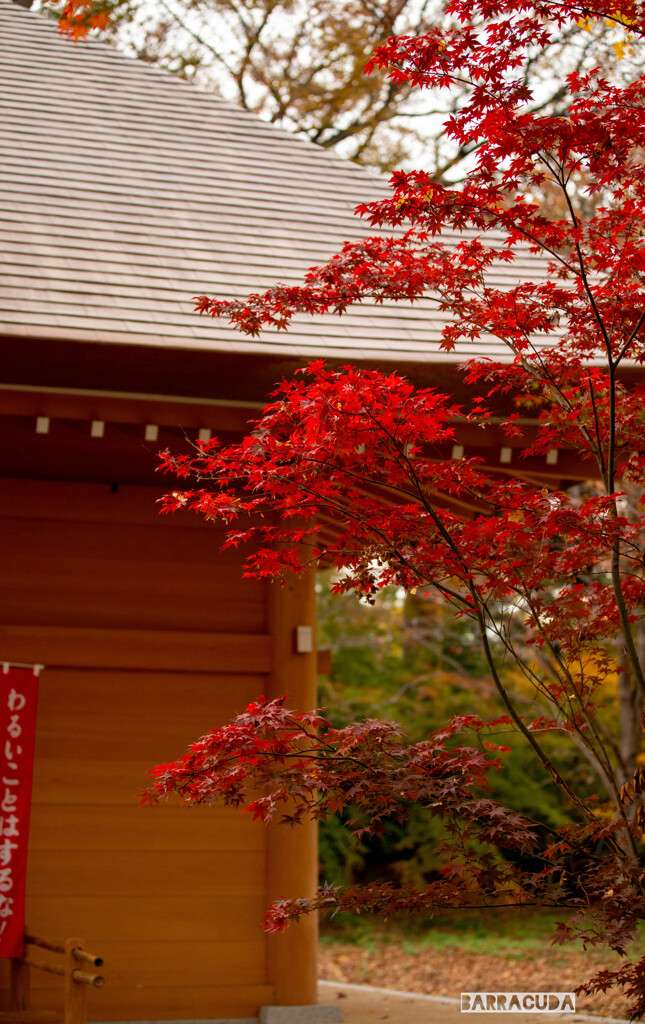 浄真寺・閻魔堂のモミジ