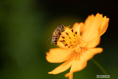晩夏の花たち⑥