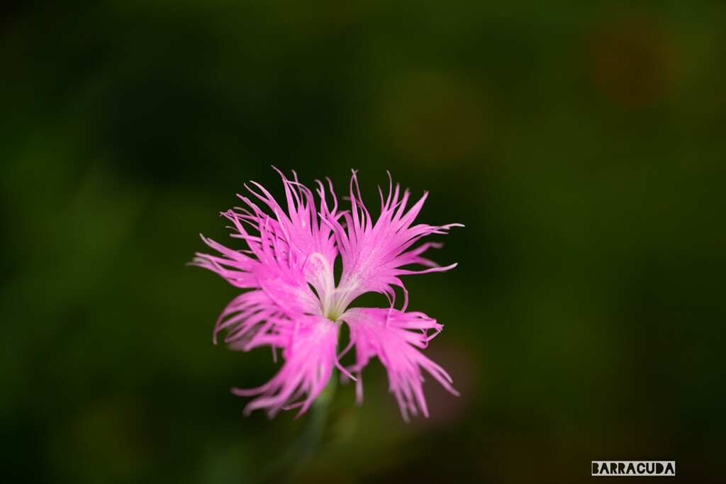 里山ガーデン⑧
