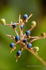 こども植物園ではやっぱりお花じゃないと⑦