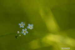 近くの公園にて⑥