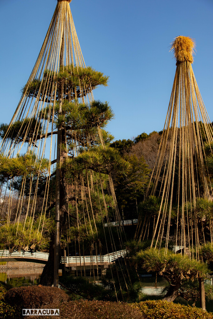 薬師池公園とリス園②　雪吊り
