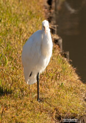 ダイサギ三種（三渓園・番外編）①