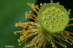 神代植物園・ハス⑤