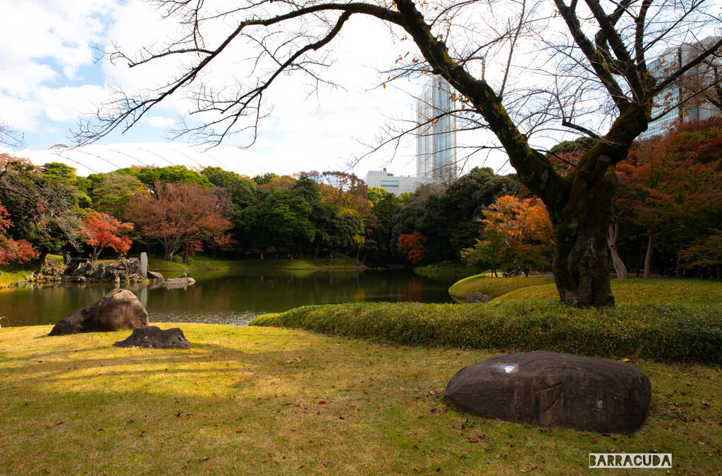 後楽園の紅葉⑦