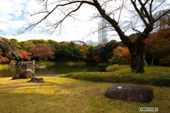 後楽園の紅葉⑦