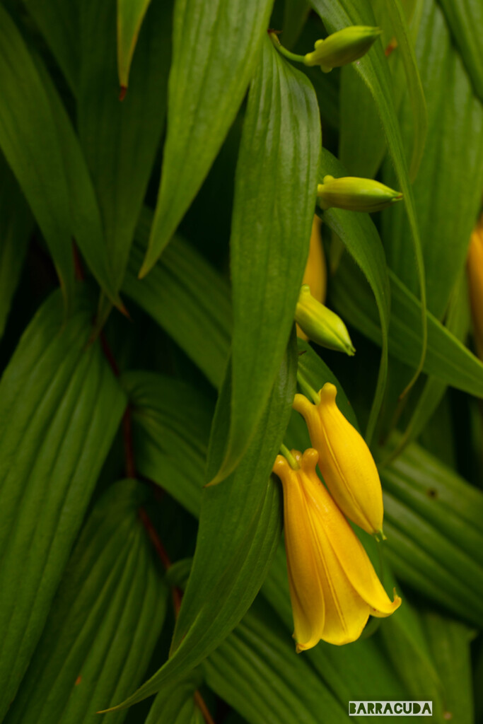 小さい秋を探しに④