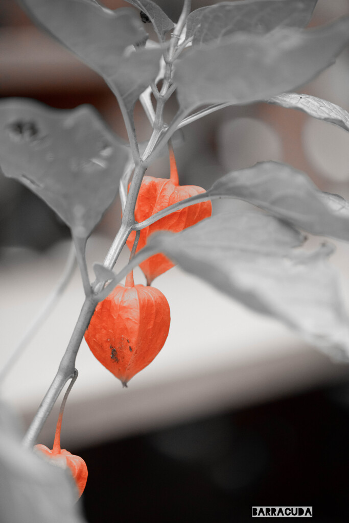 真似してみましたシリーズ(*´з`)　①