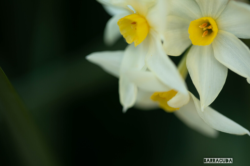 小石川植物園にて⑩