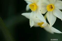 小石川植物園にて⑩