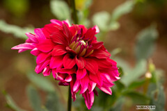 神代植物園・ダリア①