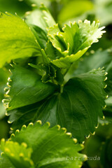 縁取りのある葉っぱ！