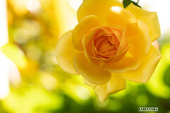 横浜イングリッシュガーデンにて③