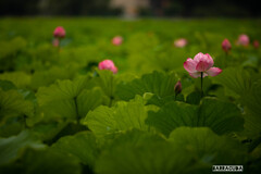 不忍の蓮④