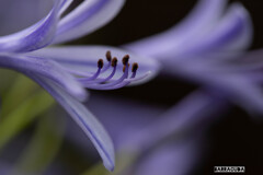 丘公園から馬車道へ（お花編）③