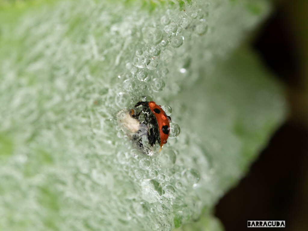 その時、泡で苦しんでたてんとう虫