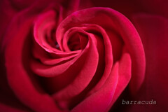 あの日の赤い薔薇