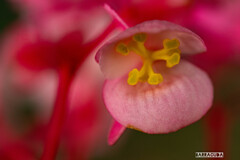 久しぶりのこども植物園②