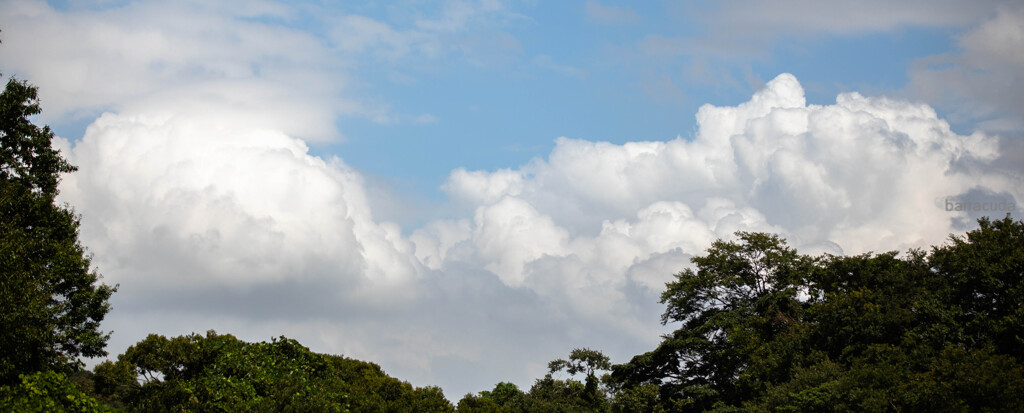 トリミングの妙③