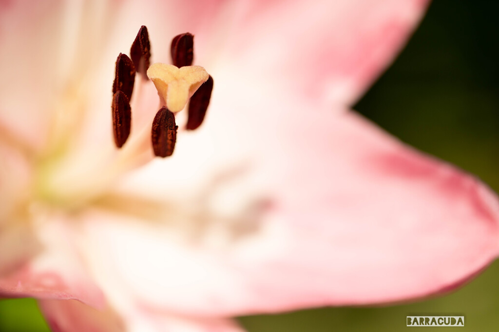 ユリシリーズ④