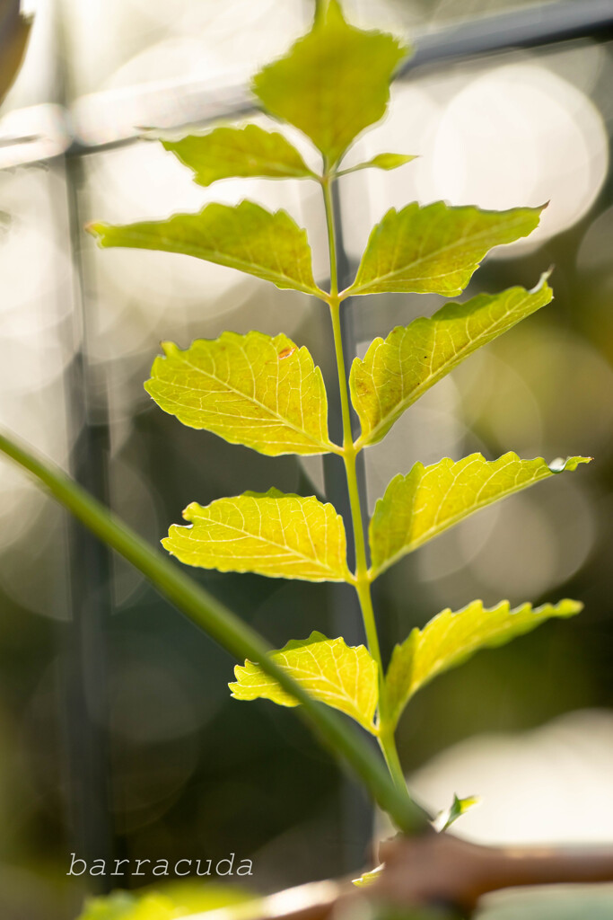 魅力的な葉っぱたち②