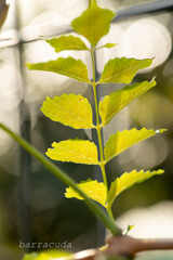 魅力的な葉っぱたち②