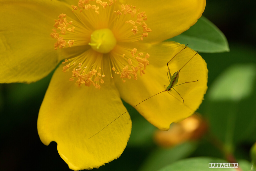 こども植物園の初夏⑤