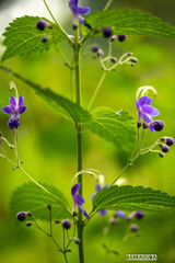 久しぶりのこども植物園③