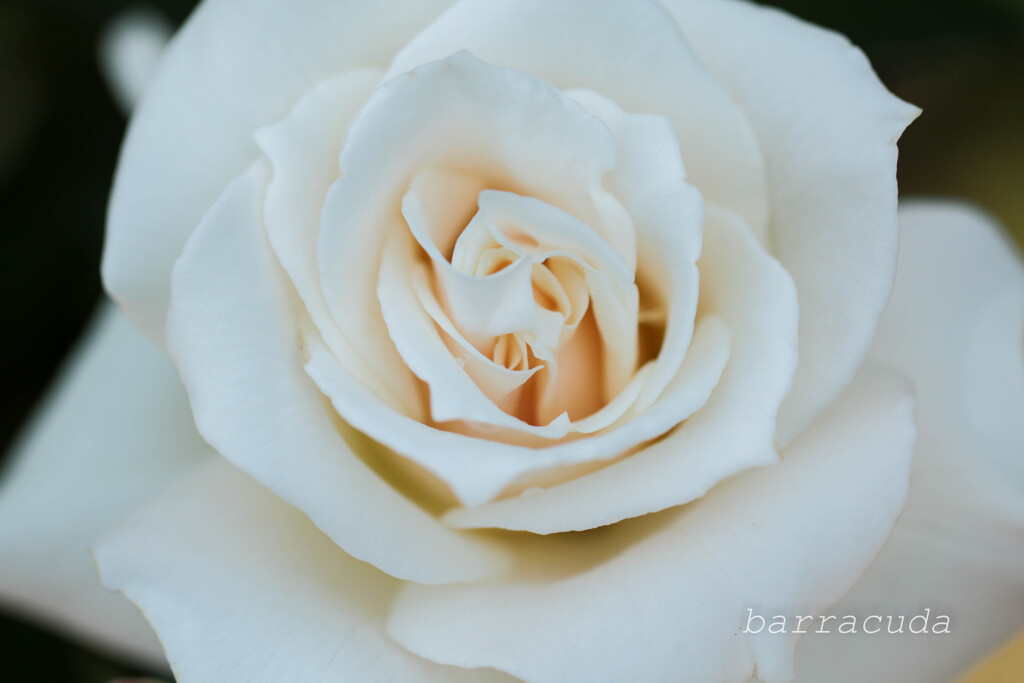 よく見ると雫がある