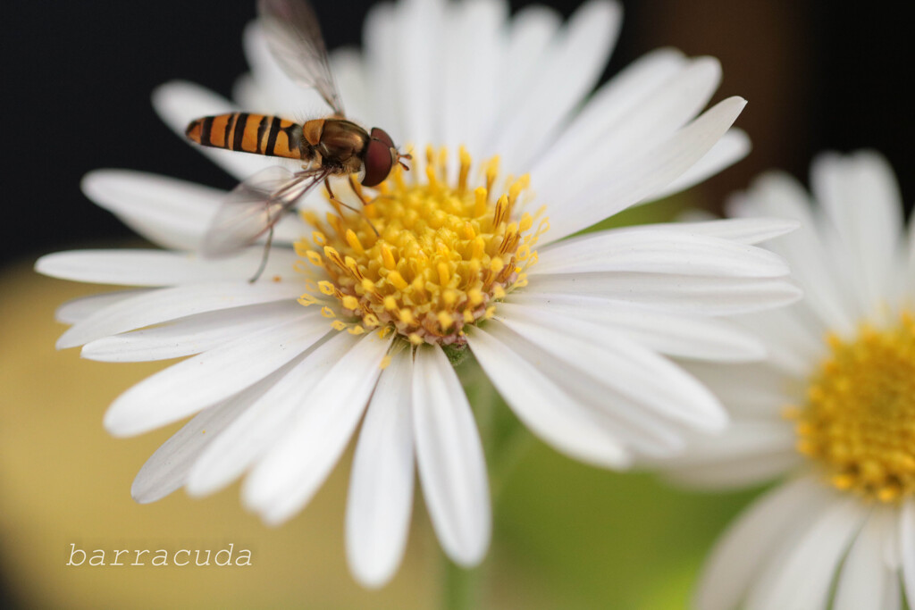 無視できない虫シリーズ⑧
