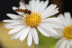 無視できない虫シリーズ⑧