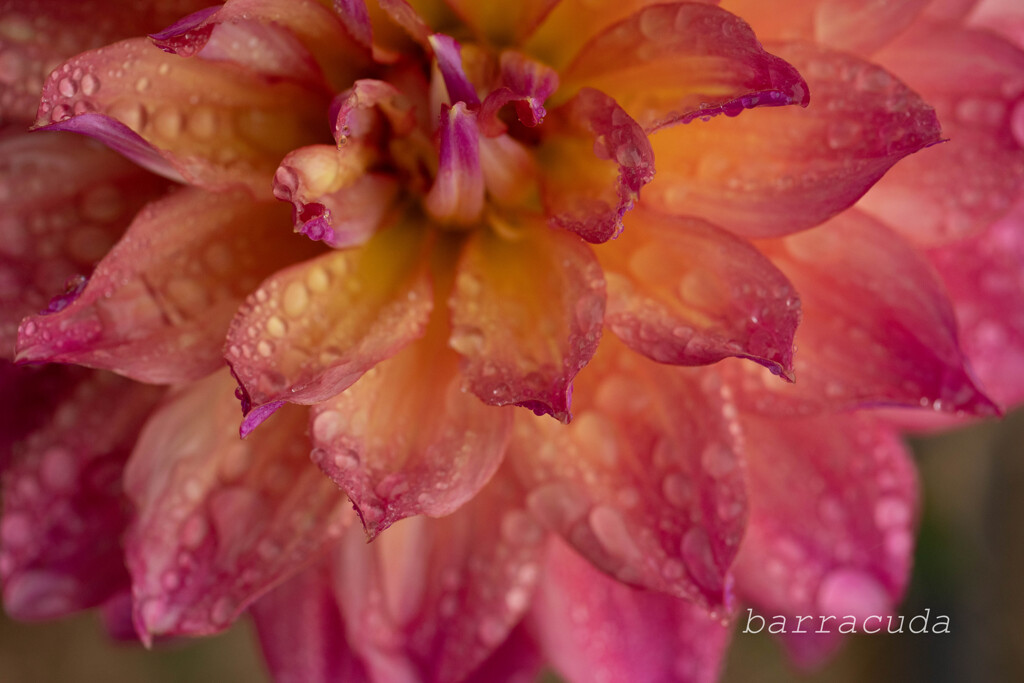 クローズアップ・ダリア④