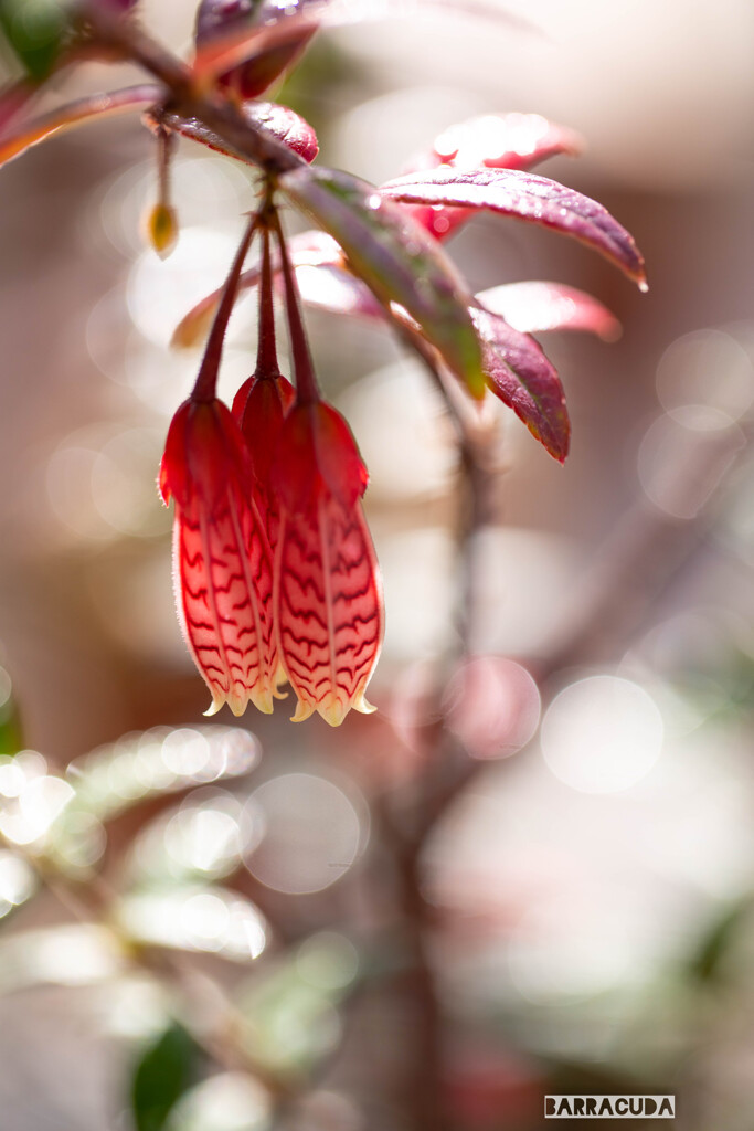 その他の花②