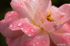 雨のこども植物園⑤