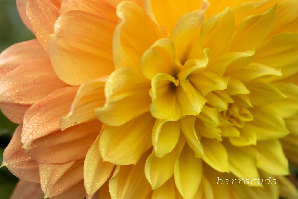 クローズアップ・ダリア③