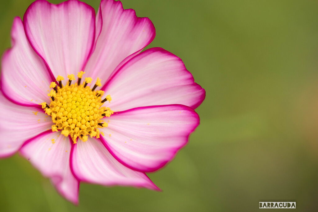 里山ガーデン③
