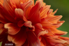 神代植物園・ダリア③