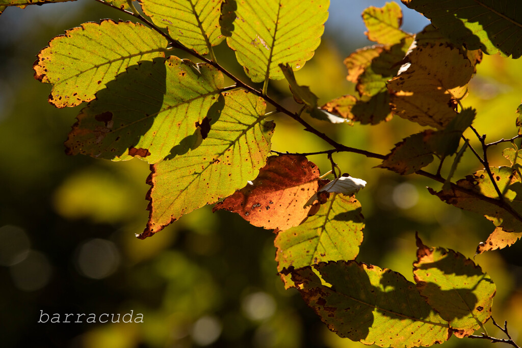駒沢公園散策【前半】⑤