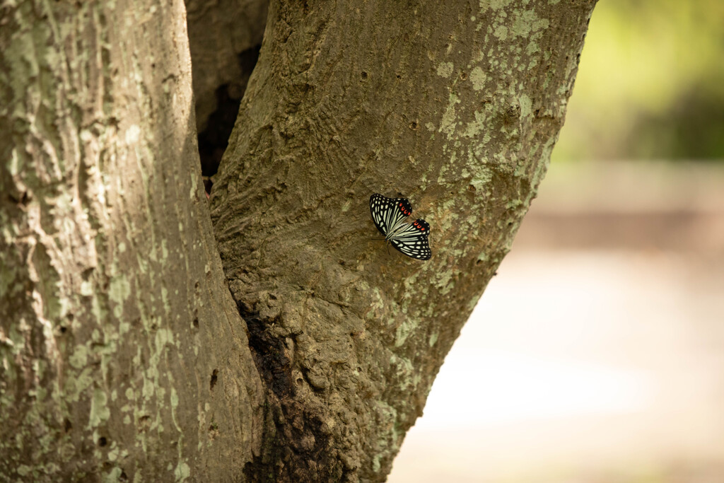 アゲハではなくてアカボシゴマダラ