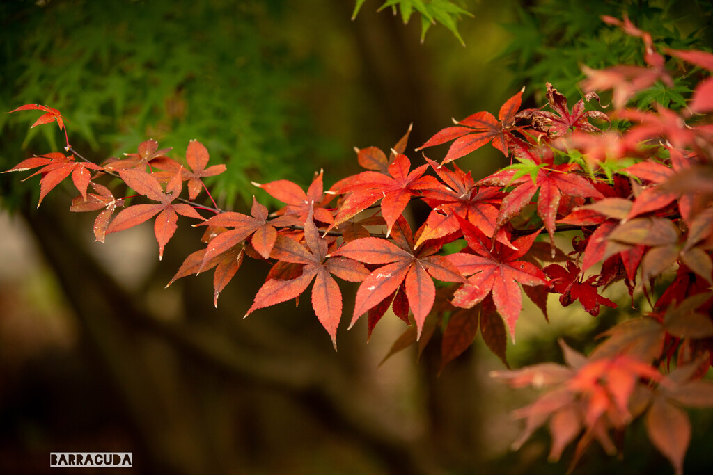 浄真寺のモミジ