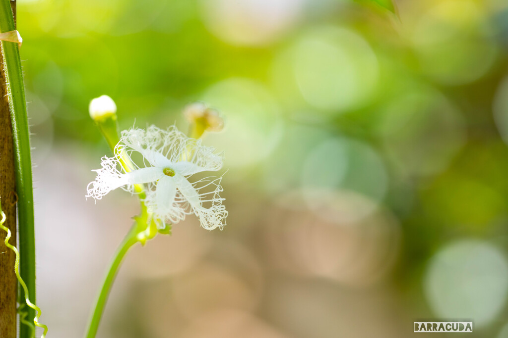 向島百花園③