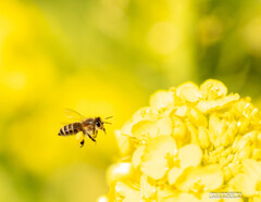 みつばちと菜の花シリーズ④