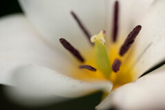 確かに、虫は来た！