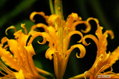 小さい秋を探しに⑧