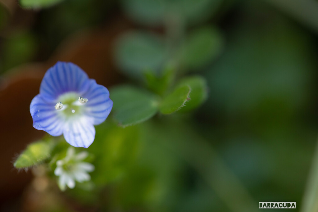 似たような花シリーズ③